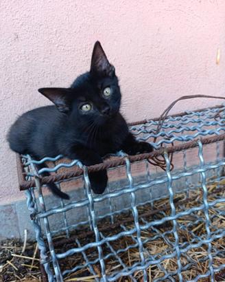 Cuccioli gattini nerini