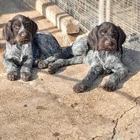 Cucciolo Drahathaar 5 mesi