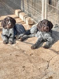 Cucciolo Drahathaar 5 mesi