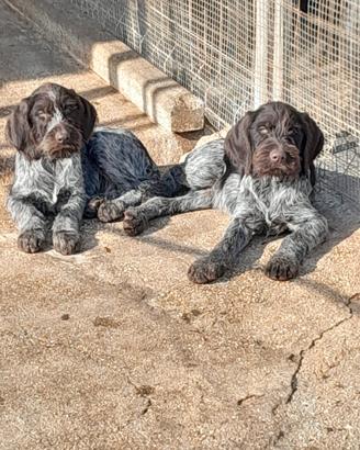 Cucciolo Drahathaar 5 mesi