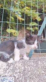 Disponibili 4 gattini