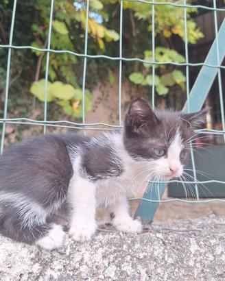 Disponibili 4 gattini