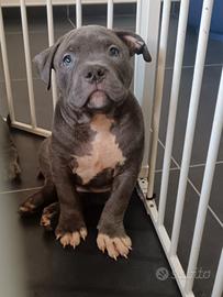 American bully