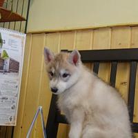 Cucciola dí Siberian Husky