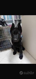 Cucciolo nero pastore tedesco 3 e mezzo