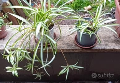 2 vasetti con piantine di nastrino\falangio 2 euro