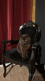 Gatta scottish fold x accoppiamento