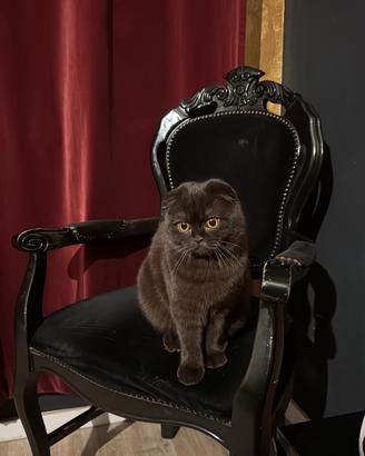 Gatta scottish fold x accoppiamento