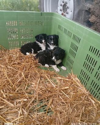Border Collie