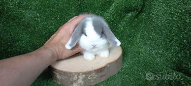 Coniglio ariete nano minilop