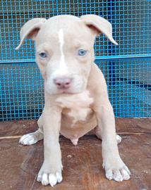 Pitbull
