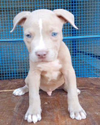 Pitbull