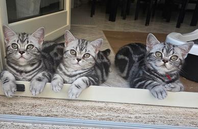 British Shorthair con pedigree