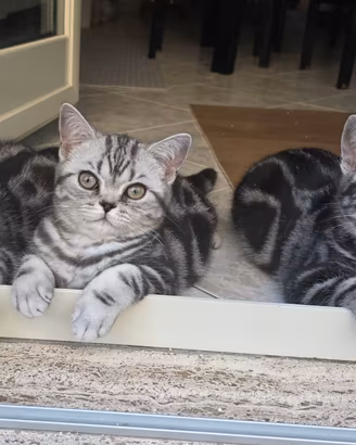 British Shorthair con pedigree