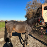 Cavallo arabo baio documenti ANICA