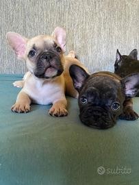 Bulldog francesi puri fratellini maschio e femmina