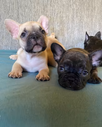 Bulldog francesi puri fratellini maschio e femmina