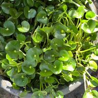 Heteranthera reniformis pianta acquatica