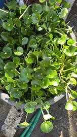 Heteranthera reniformis pianta acquatica