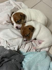 Cuccioli di jack russell