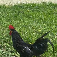 Gallo di razza ancona