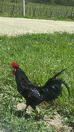 Gallo di razza ancona