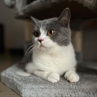 Gatta British Shorthair