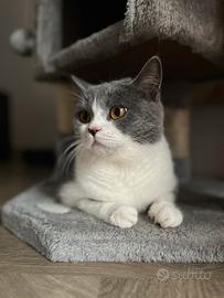Gatta British Shorthair