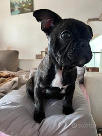 Bulldog francese