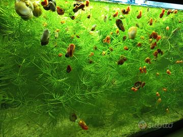 Planorbarius