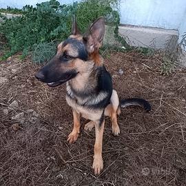 Cucciolotta di pastore in adozione