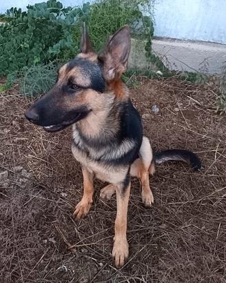 Cucciolotta di pastore in adozione