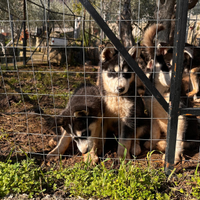 2 femmine di cuccioli husky