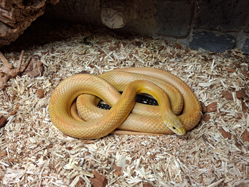 Serpente del grano-Phanterophis guttatus maschiio