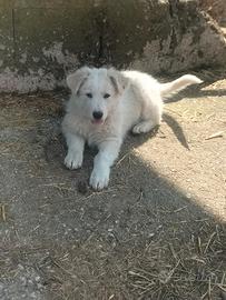 Cuccioli incrocio maremmano