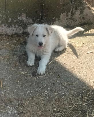 Cuccioli incrocio maremmano
