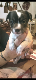 Cuccioli di jack Russell terrier
