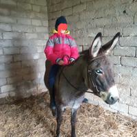 Asinella x bambini
