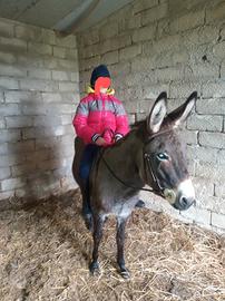 Asinella x bambini
