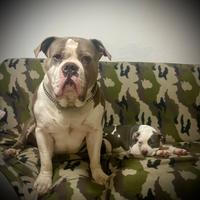 American bully XL XXL