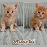 Maine Coon Cuccioli X XL