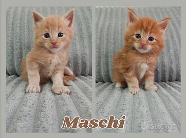 Maine Coon Cuccioli X XL