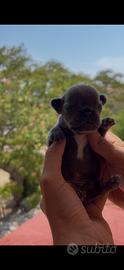 Bulldog francese