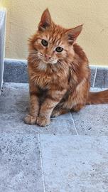 Gattini trovatelli