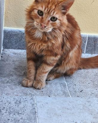 Gattini trovatelli