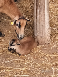 Pecora nana del camerun