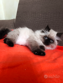 Gatti persiani himalayani