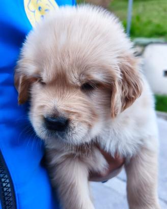Cuccioli Golden Retriever americani