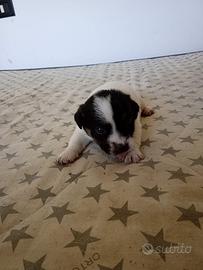 Cuccioli jack russell