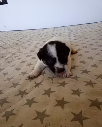 Cuccioli jack russell
